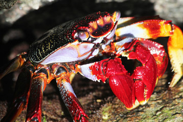 TIERE_7317_rote_Klippenkrabbe