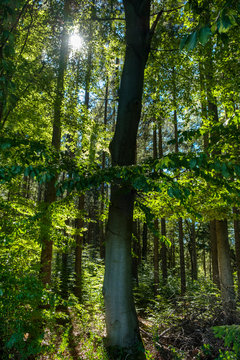 Germany, Bavaria, Upper Bavaria, Karra near Bernried, Beech forest