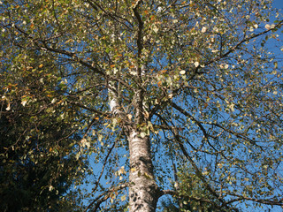 Birch and blue sky