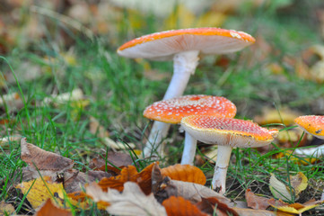 Group of Cluster or Fly Agaric in grass. Magic mushrooms amanita muscaria background