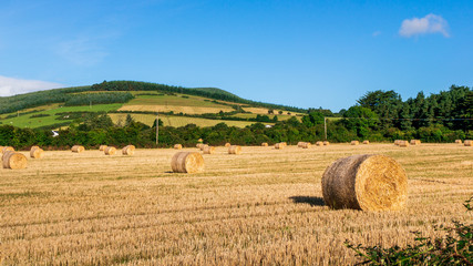 Irish landscape of golden fields with round hay bales and green hills in the background on a sunny day. Autumn harvest in Ireland.