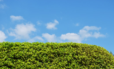 The bush under the blue sky with clouds.