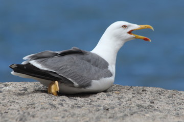 Obraz premium TIERE_7504_Moewe