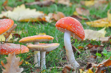 Group of Cluster or Fly Agaric in grass. Magic mushrooms amanita muscaria background