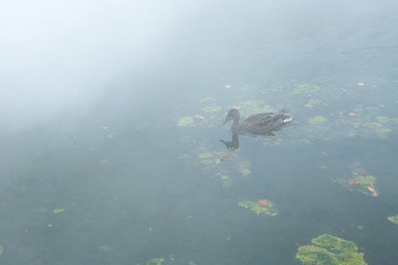 霧の中の池と鴨
