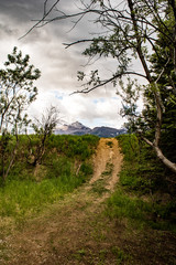 Path in the woods