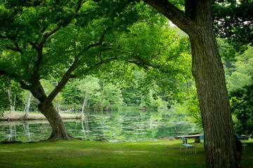 Fototapeta na wymiar 緑の沼の公園