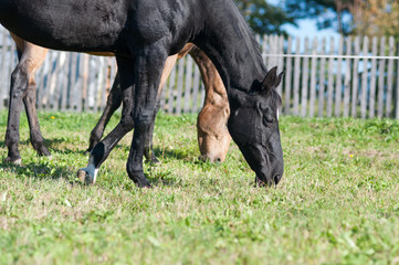 Two horses eating grass from the ground