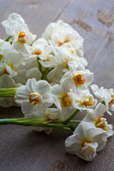 Heads of several beautiful white narcissus are on the wooden background closeup