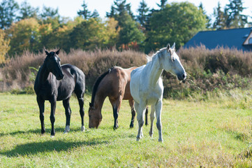 Obraz na płótnie Canvas Group of horses standing on grass field