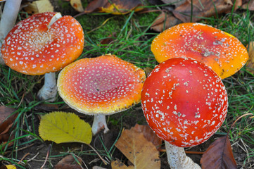 Group of Cluster or Fly Agaric in grass. Magic mushrooms amanita muscaria background