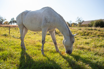 White horse eating grass from ground in the summer