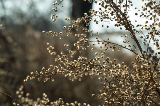 small shaggy flowers on a wild bush