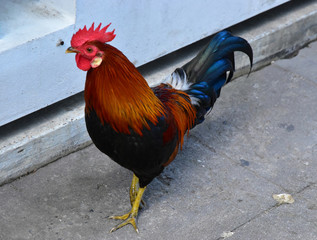 The Chicken Cock Slowly walk in the cement