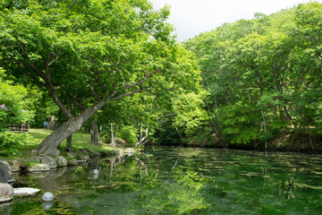 緑の沼の公園