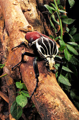 Goliathkäfer (Goliathus goliatus) - Goliath beetle