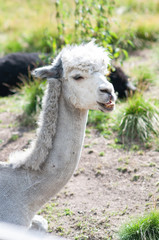 Detail of laying llama in the nature