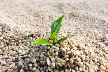 Tropical leaf of Arabica coffee bean ,Agriculture economy industry business, health food and lifestyle, at the north of Thailand.