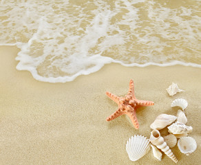 Starfish and shells on sandy beach.