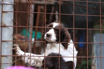 Un perro en una jaula de fierro