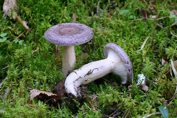Edible delicious wild milkcap, Lactarius trivialis