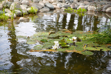 Water lilies in the city pond