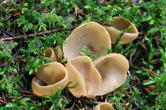 Split goblet or rabbit-ear cup fungus, Otidea tuomikoskii