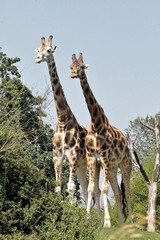 Giraffe