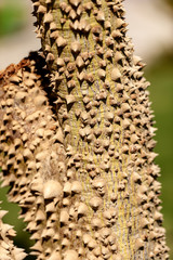 Tree Trunk with Large Thorns - Ceiba Speciosa