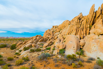 Fototapeta na wymiar Monzogranite Rocks With Joshua Trees