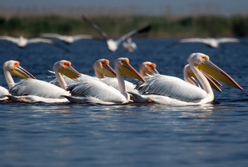 pelicans in danube delta
