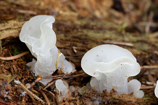 Pseudohydnum gelatinosum, common names include toothed jelly fungus, false hedgehog mushroom, cat's tongue, and white jelly mushroom