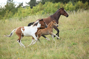 Fototapeta na wymiar Batch of horses running on pasturage