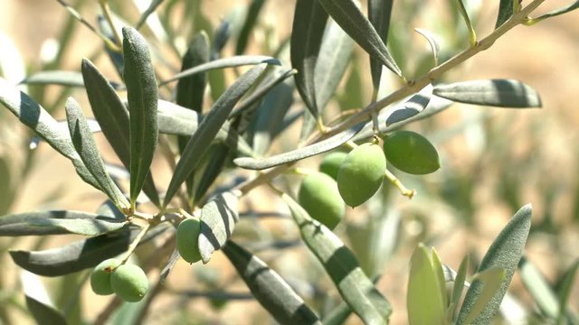 Olives on an olive tree in a sunny summer. Seasonal image.