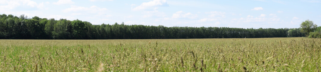 Fototapeta premium Natural background. Sky, forests, bird. Beautiful natural environment.