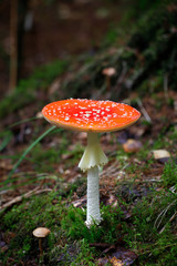 Poisonous fly agaric mushroom, Amanita muscaria, a hallucinogenic toadstool