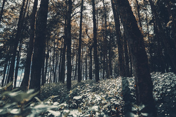 Fototapeta premium w dżungli Samotnie w lesie