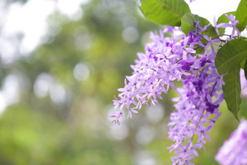 Purple Petrea racemosa flower
