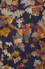 colorful autumn leaves on a sidewalk background