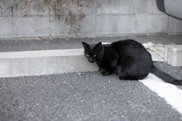 東京の野良猫