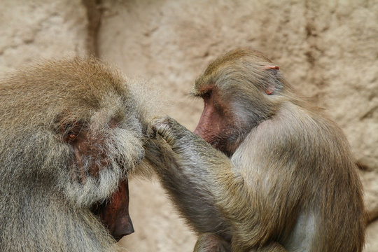 weiblicher Pavian laust m&auml;nnlichen Pavian