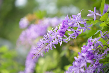 Purple Petrea racemosa flower