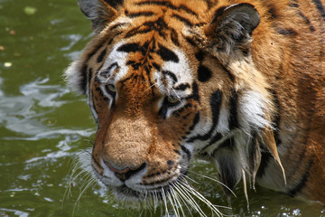 Fototapeta na wymiar Portrait eines Tigers im Wasser