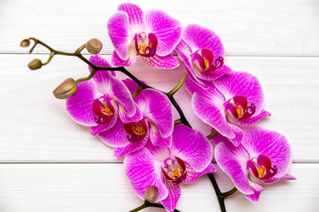     A branch of purple orchids on a white wooden background 