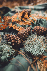 Conifer cone And fern in the jungle,Hand is holding