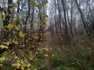 autumn in the forest
