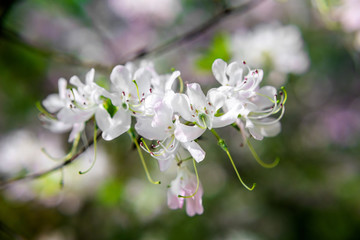 White rhododendron blooms against the background of green grass 