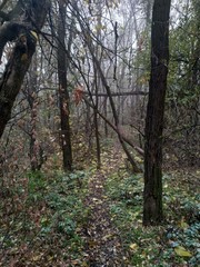 autumn in the forest