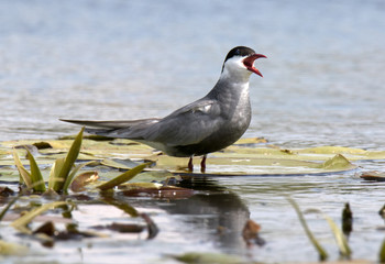 common tern in danube delta