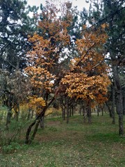 autumn in the forest